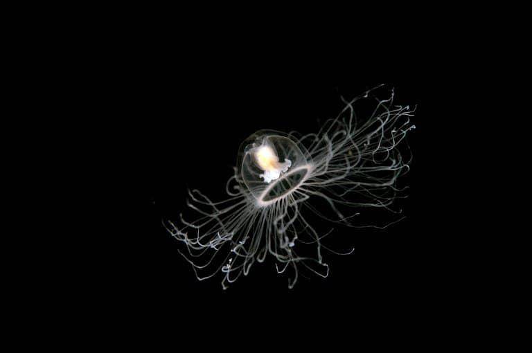 Immortal jellyfish (factanimal.com/Fact Animal)