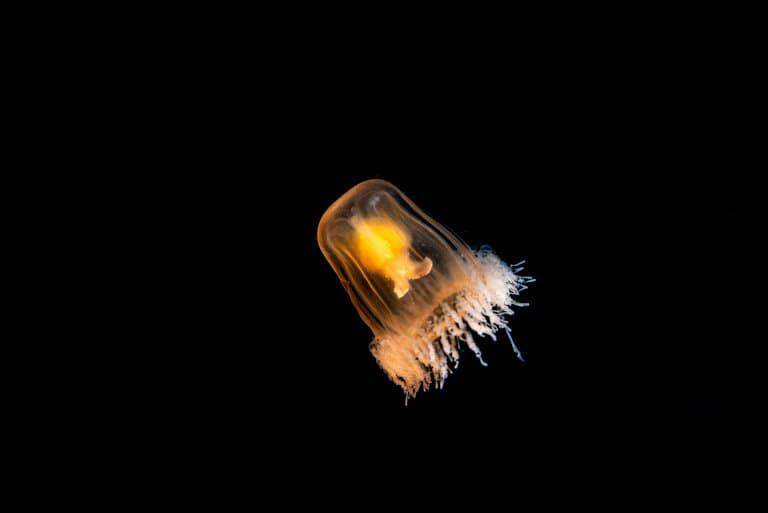 Immortal jellyfish (factanimal.com/Fact Animal)