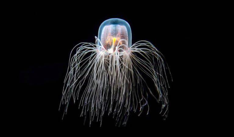 Immortal jellyfish (factanimal.com/Fact Animal)