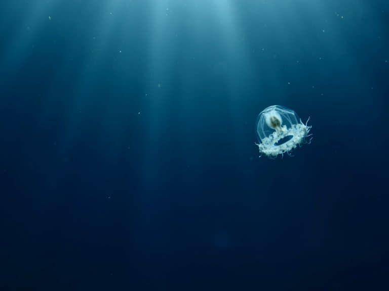 Immortal jellyfish (factanimal.com/Fact Animal)