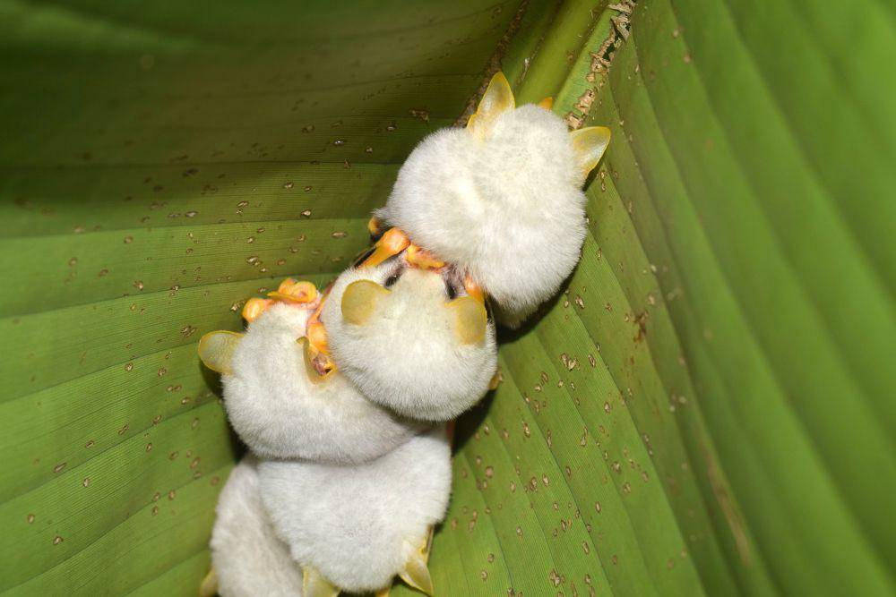 kelelawar putih Honduras (inaturalist.org/Philipp Hoenle)