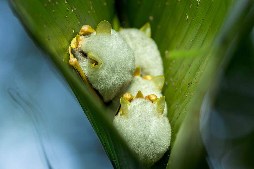 kelelawar putih Honduras (inaturalist.org/Kristy Morley)