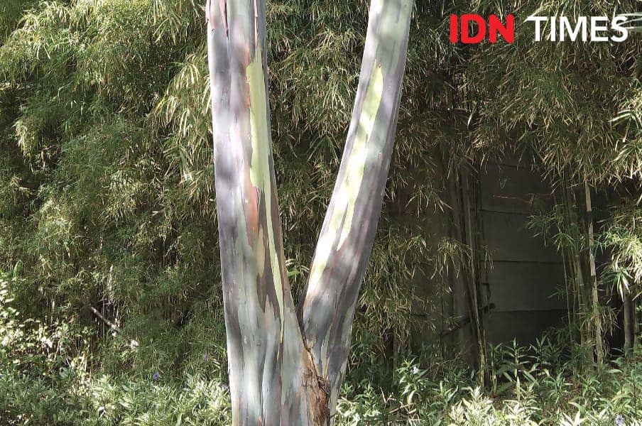 Pohon Pelangi di Bali (IDN Times/Ayu Afria)