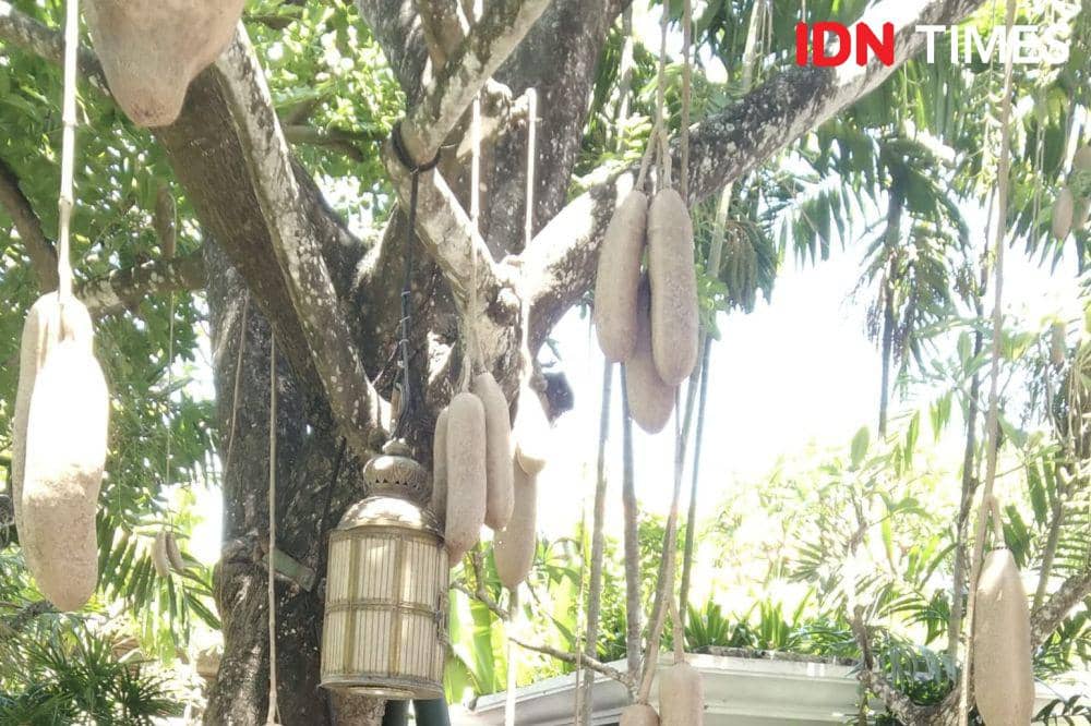 Pohon Sosis di Bali (IDN Times/Ayu Afria)