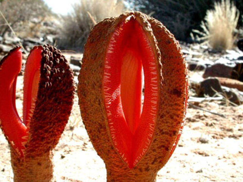 Hydnora africana (commons.m.wikimedia.org/Lytton John Musselman)