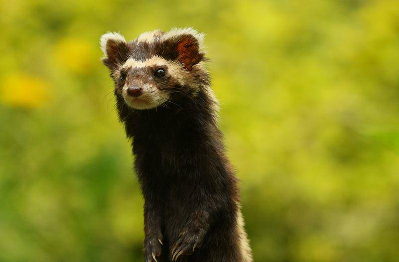 Marbled polecat (commons.wikimedia.org/zoofanatic)