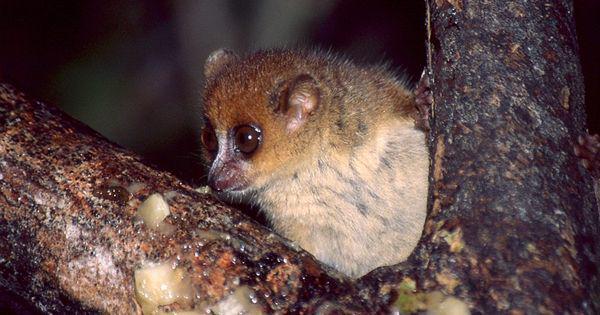 5 Fakta Brown Mouse Lemur, Primata dengan Indra Penglihatan Tajam!