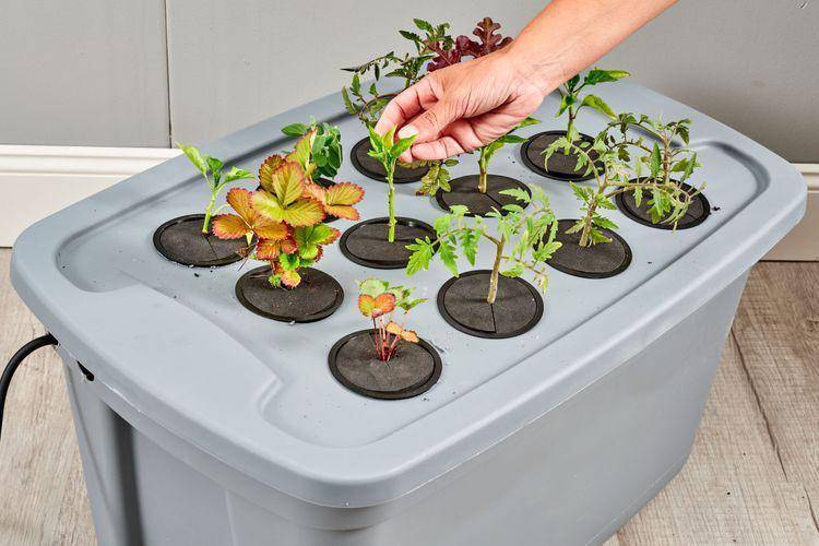 Kebun di belakang rumah. (thespruce.com)