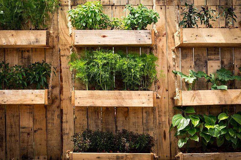 Ide kebun syaur. (trees.com)