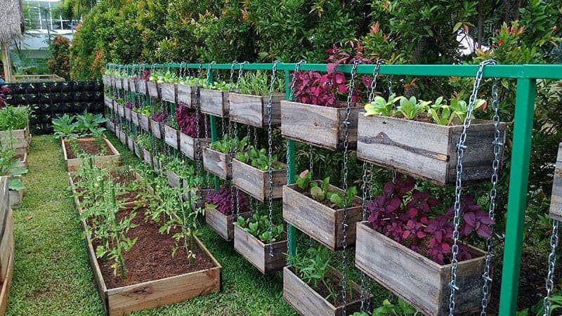 Ide kebun syaur. (trees.com)