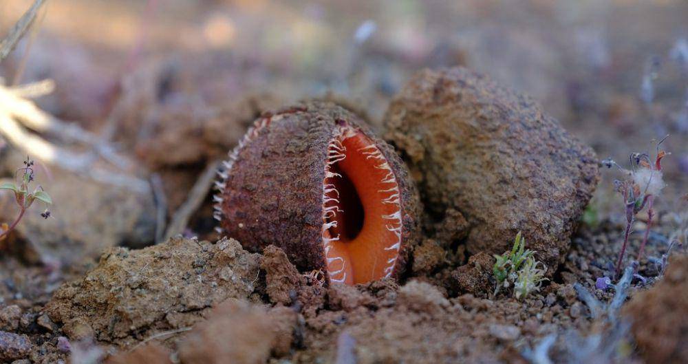 Hydnora africana (inaturalist.org/Nick Helme)