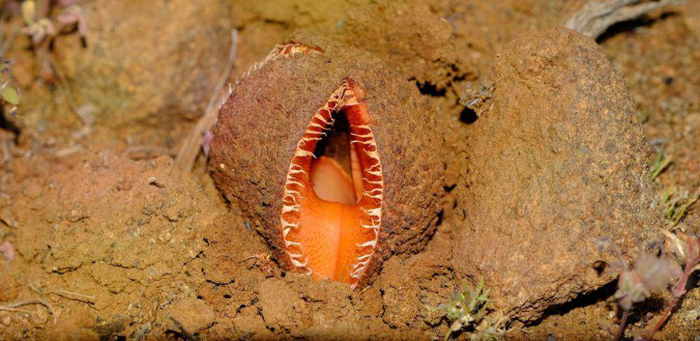 Hydnora africana (inaturalist.org/Nick Helme)