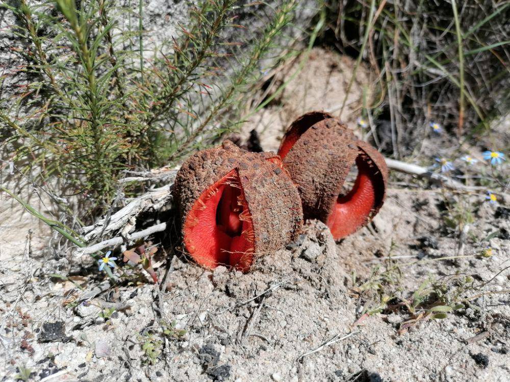 Hydnora africana (inaturalist.org/Paul Emms)