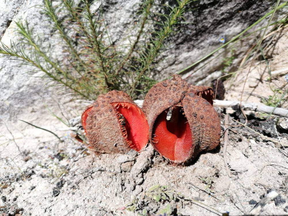 Hydnora africana (inaturalist.org/Paul Emms)