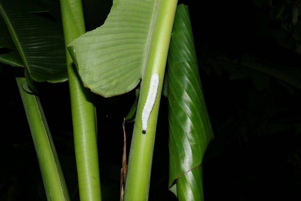 Larva kupu-kupu pisang (inaturalist.org/brandon_sideleau_croc_attack)