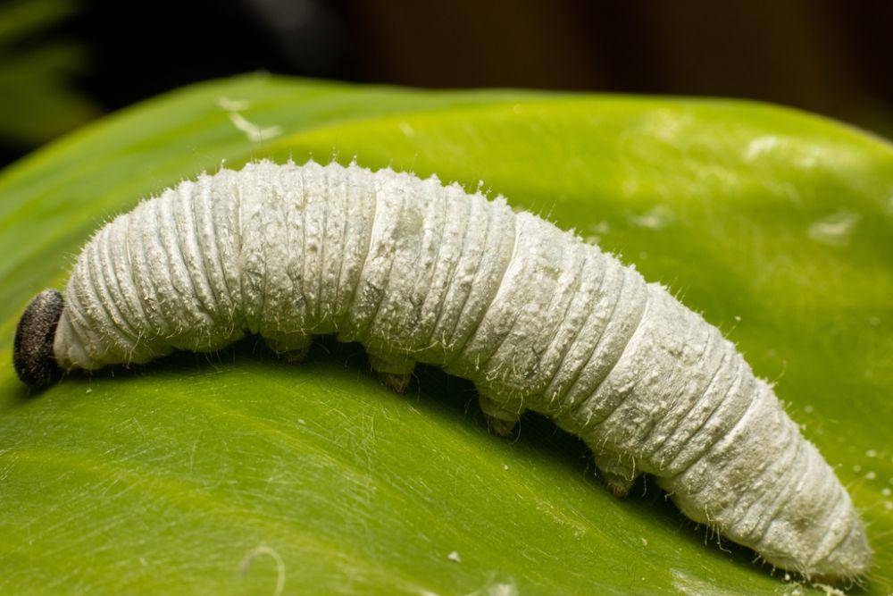Larva kupu-kupu pisang (inaturalist.org/wildsumatra)