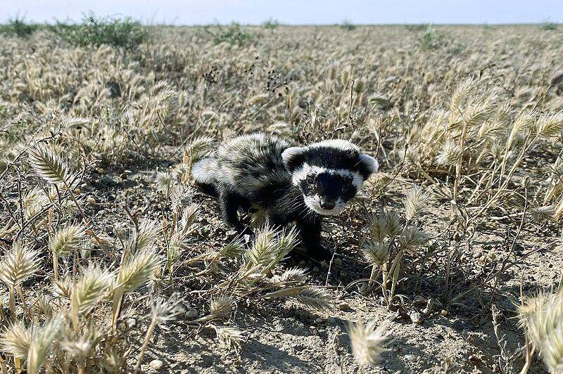Marbled polecat (commons.wikimedia.org/Katharinegk)