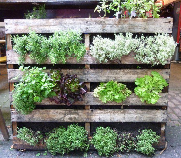 Kebun di belakang rumah. (thespruce.com)