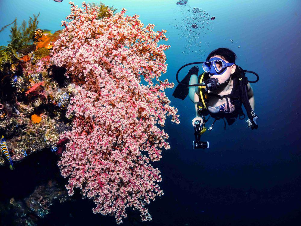 5 Tips Berfoto dengan Biota Laut Tanpa Merusak Terumbu Karang