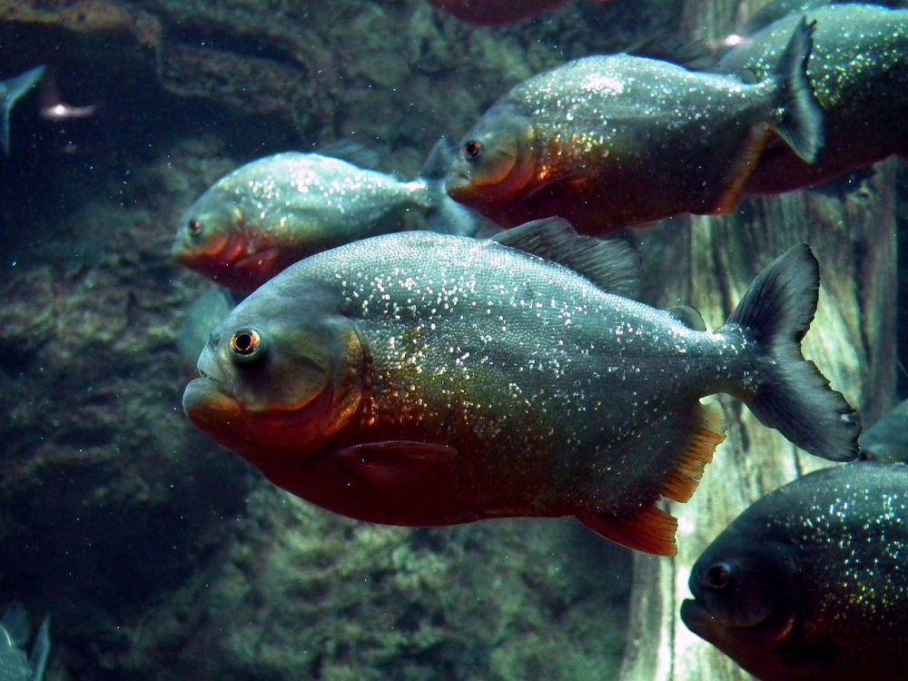 ilustrasi ikan piranha (Pixabay.com/ArtActiveArt)