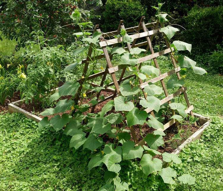 Kebun di belakang rumah. (thespruce.com)