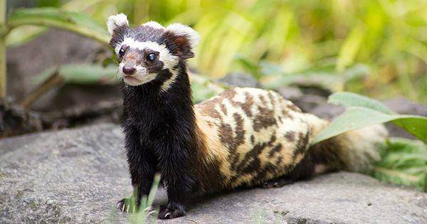Marbled polecat (commons.wikimedia.org/Volker Rohl)