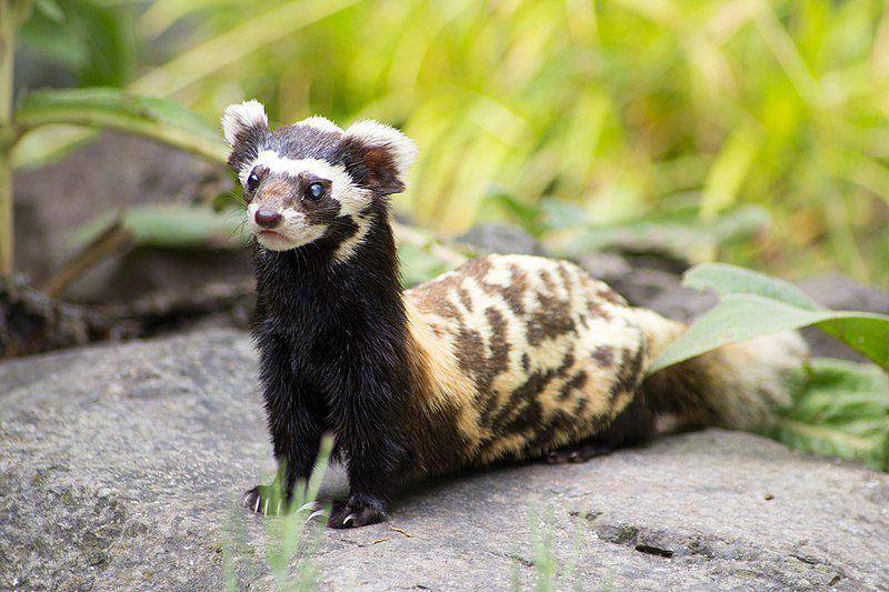 Marbled polecat (commons.wikimedia.org/Volker Rohl)