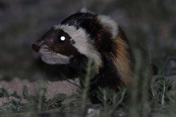 Marbled polecat (commons.wikimedia.org/Jan Ebr)