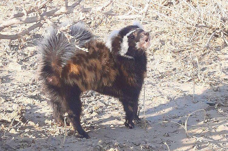Marbled polecat (commons.wikimedia.org/Kudaibergen Amirekul)
