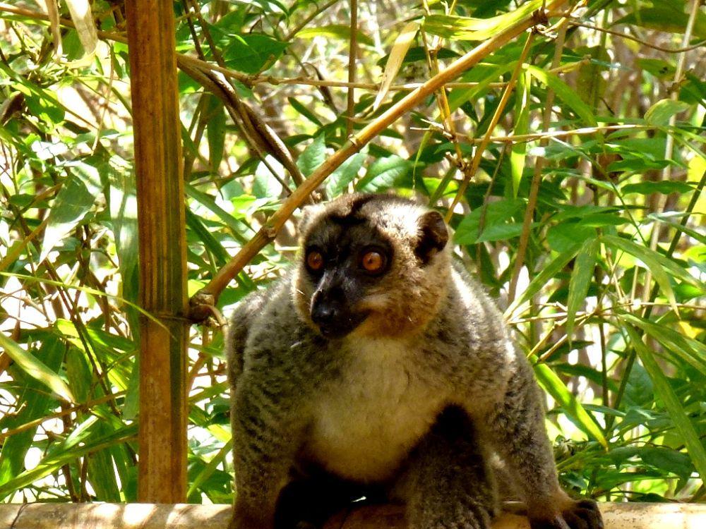 5	Fakta Lemur Cokelat, Dapat Beraktivitas dari Pagi hingga Malam