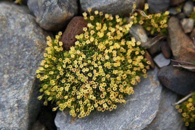 5 Fakta Antarctic Pearlwort, Banyak Bermekaran Jadi Tanda Bahaya