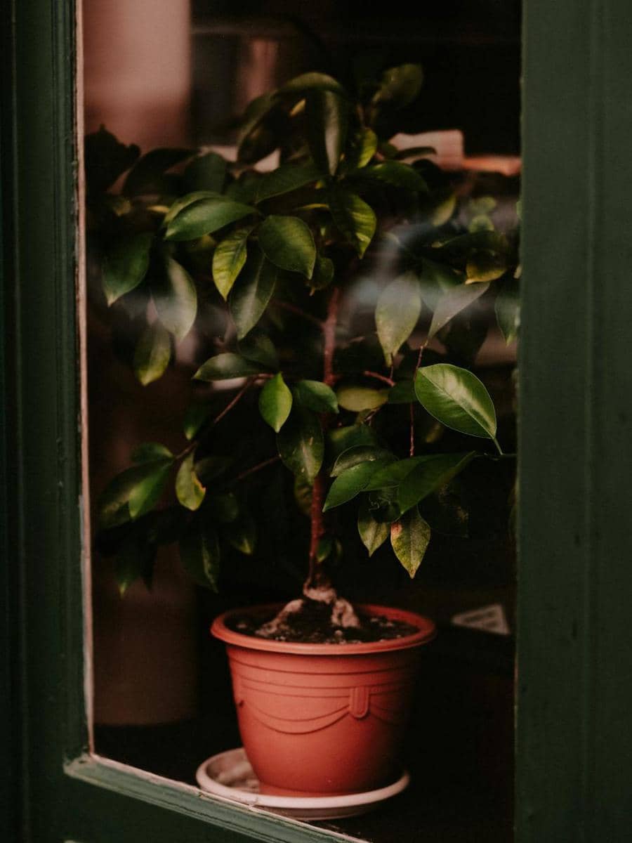 ilustrasi tanaman indoor (pexels.com/Mathias Reding)