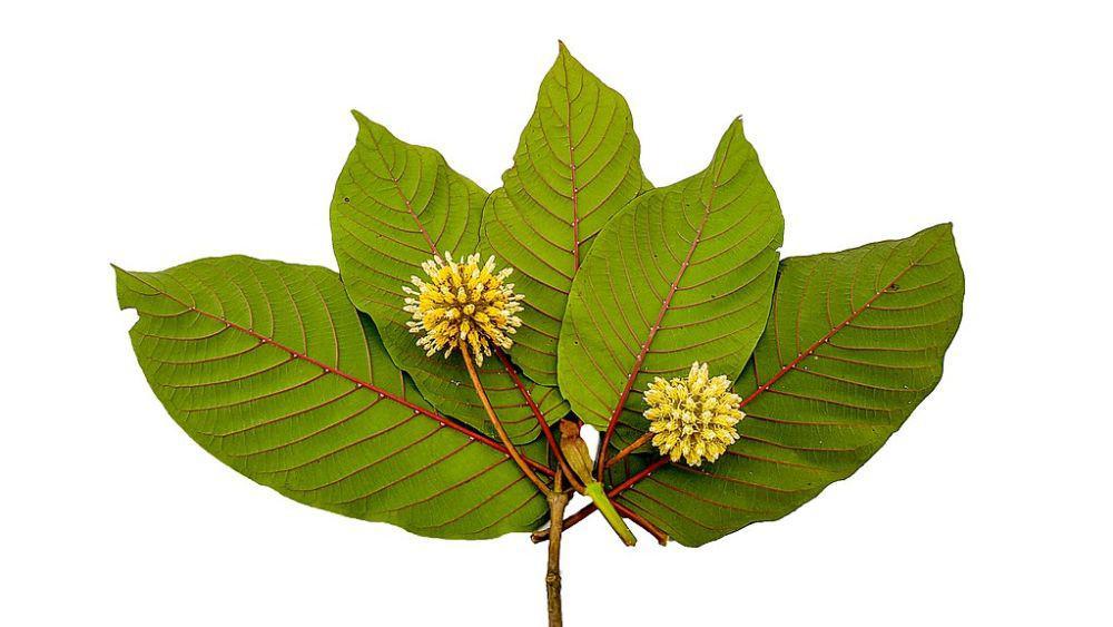 3 Potensi Manfaat Daun Kratom, Ada Efek Antinyeri