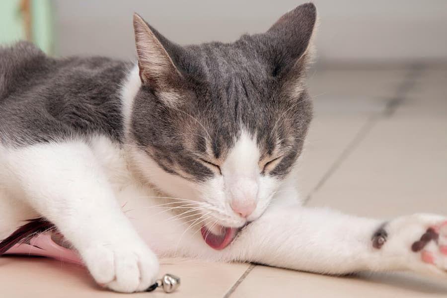 2 Obat Jamur Kucing Alami yang Efektif, Aman dan Teruji!