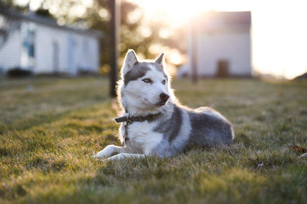 ilustrasi anjing siberian husky (pexels.com/Julissa Helmuth)