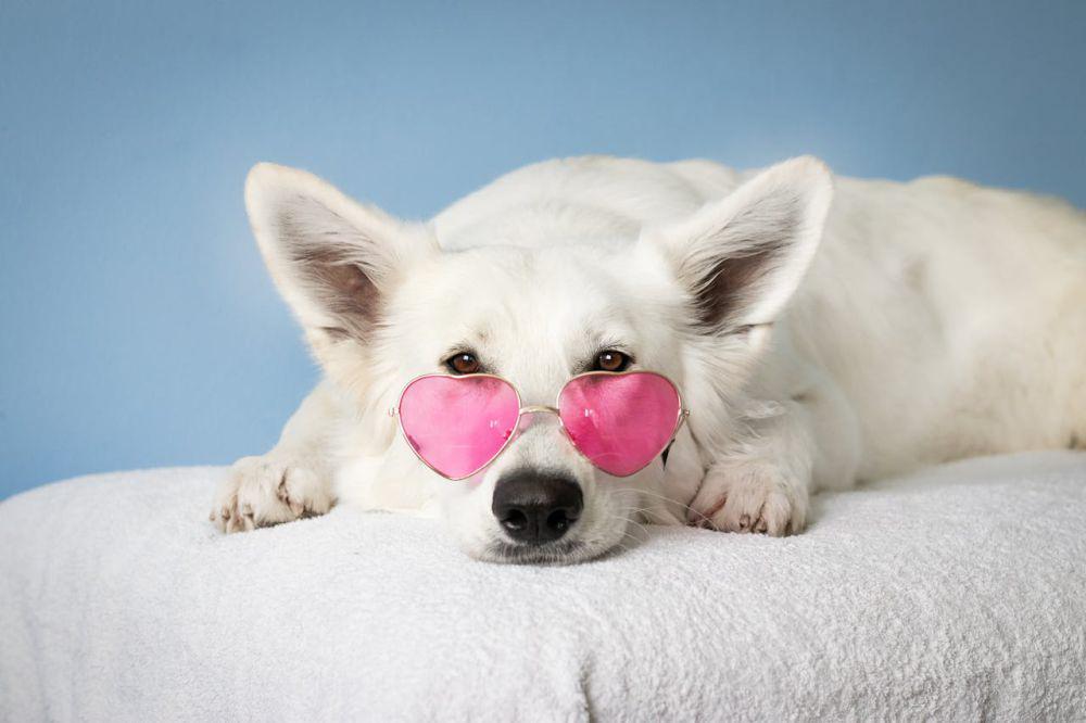 30 Inspirasi Nama Anjing Lucu, Unik dan Mudah Diingat!