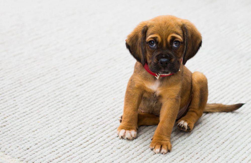 ilustrasi anjing cokelat (pexels.com/Torsten Dettlaff)