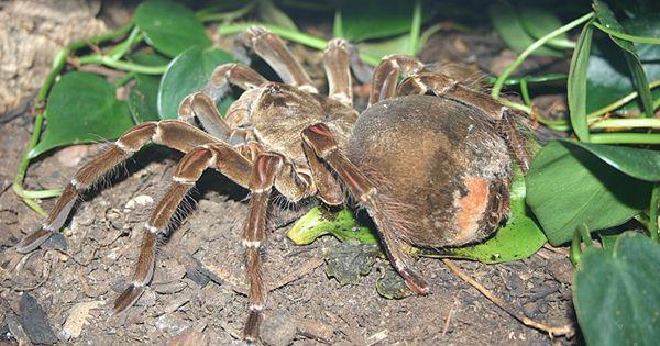 4 Spesies Laba-laba Terlangka di Dunia, Ada yang Kurang dari 100 Ekor!