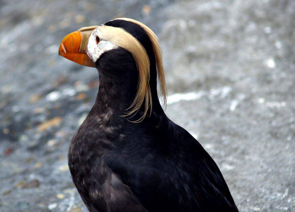 Tufted puffin (commons.m.wikimedia.org/Matthew Zalewski)