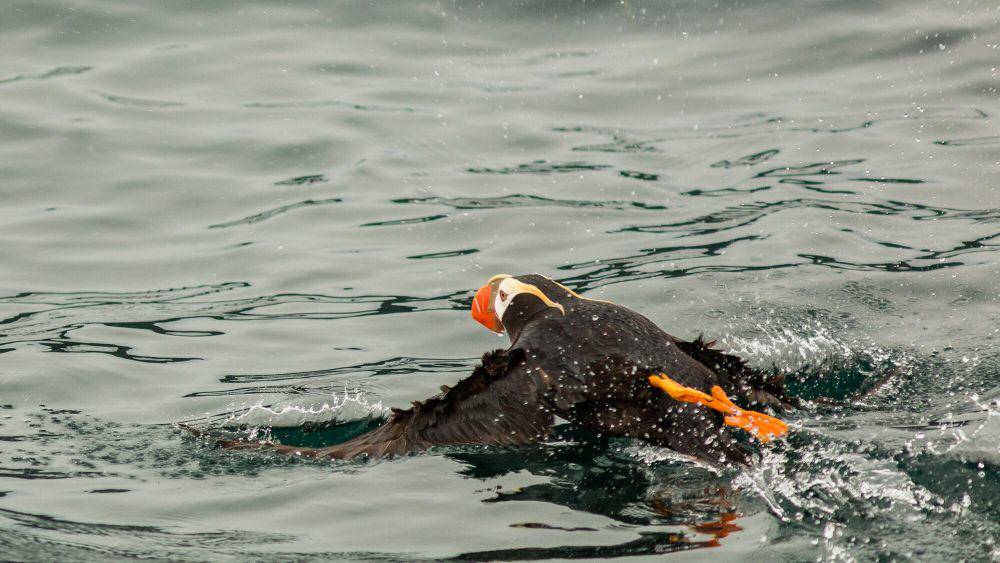 Tufted puffin (commons.m.wikimedia.org/Diego Delso)
