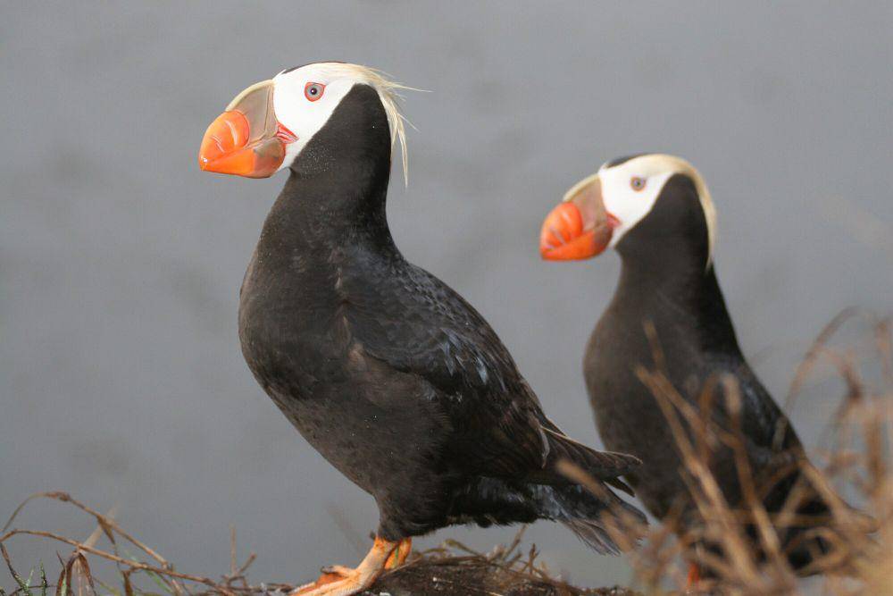Tufted puffin (commons.m.wikimedia.org/National Marine Sanctuaries)