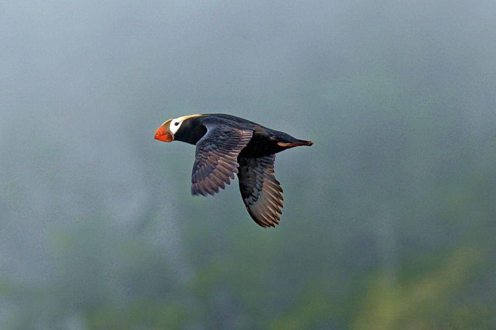 Tufted puffin (commons.m.wikimedia.org/Dave Bezaire and Susi Havens Bezaire)