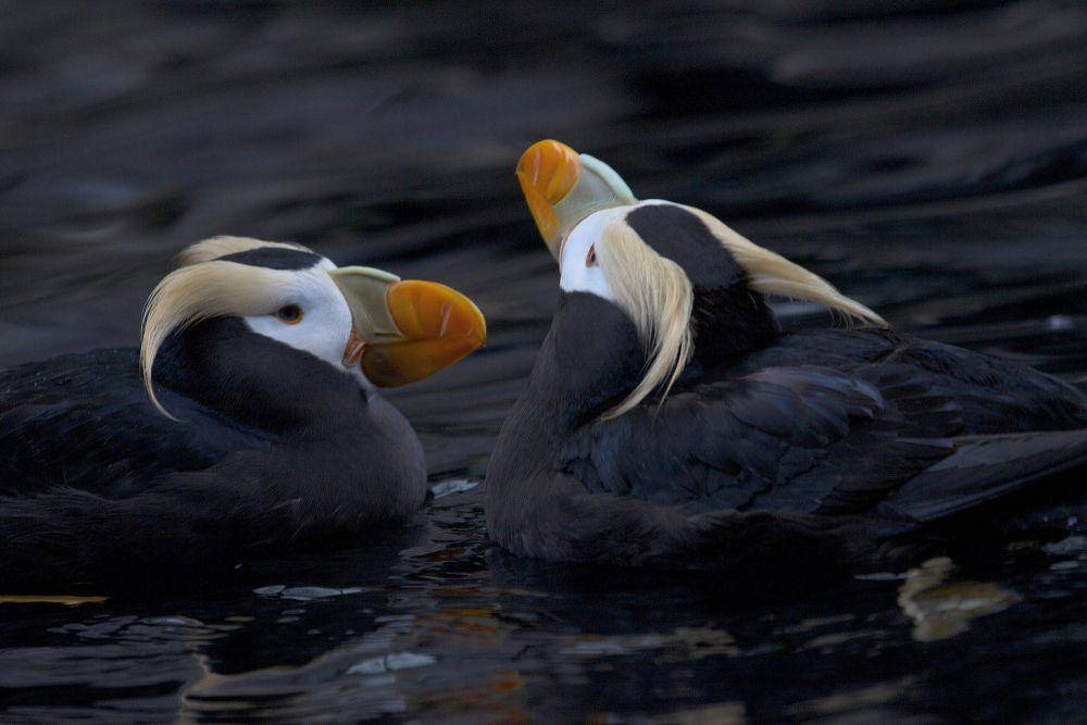 Tufted puffin (commons.m.wikimedia.org/Gregory Slobirdr Smith)