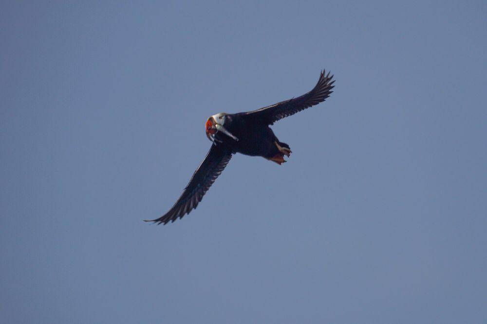Tufted puffin (commons.m.wikimedia.org/Mike's Birds)