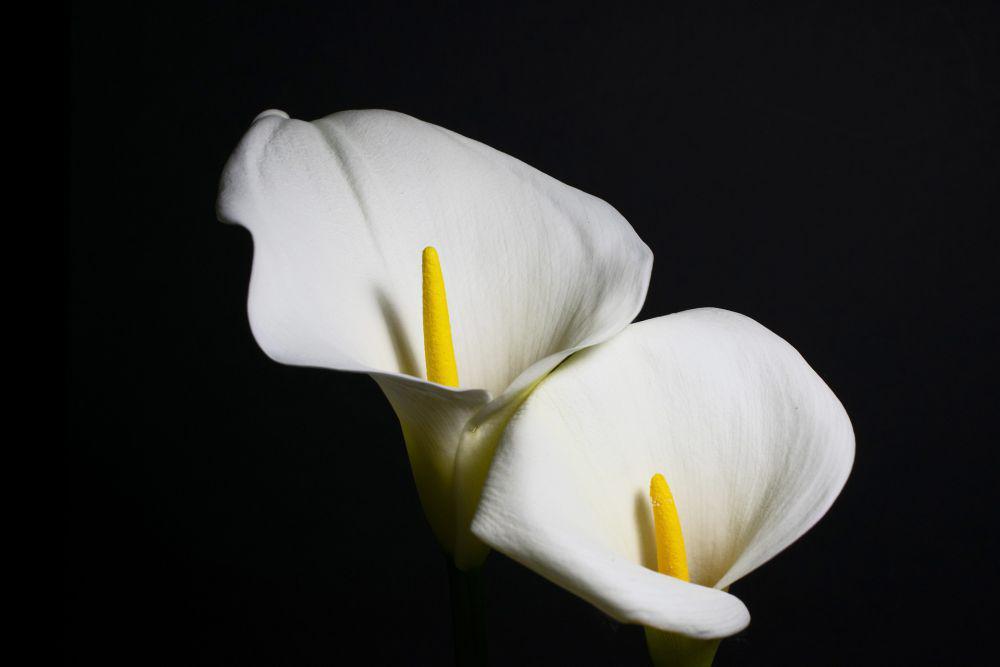 7 Fakta Mengejutkan Calla Lily, Bunga Cantik yang Beracun