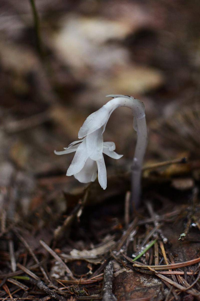 potret ghost pipe (pixabay.com/brosimoff)