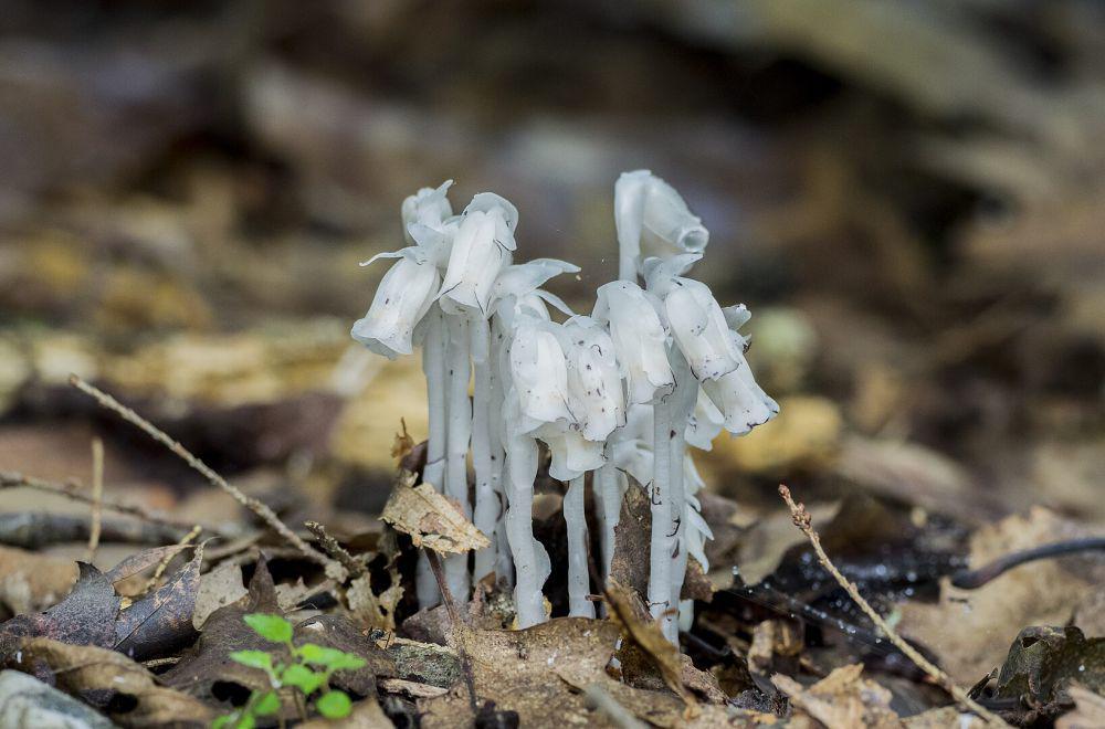 6 Fakta Menarik dari Ghost Pipe, si Tumbuhan Parasit!