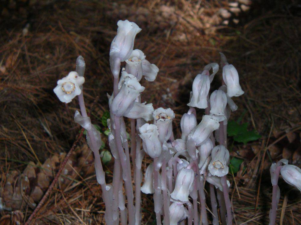 potret ghost pipe (commons.wikimedia.org/Halpaugh)