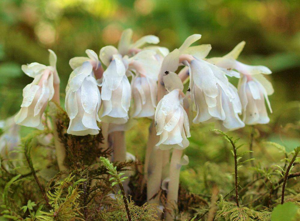 potret ghost pipe (commons.wikimedia.org/Will Brown)
