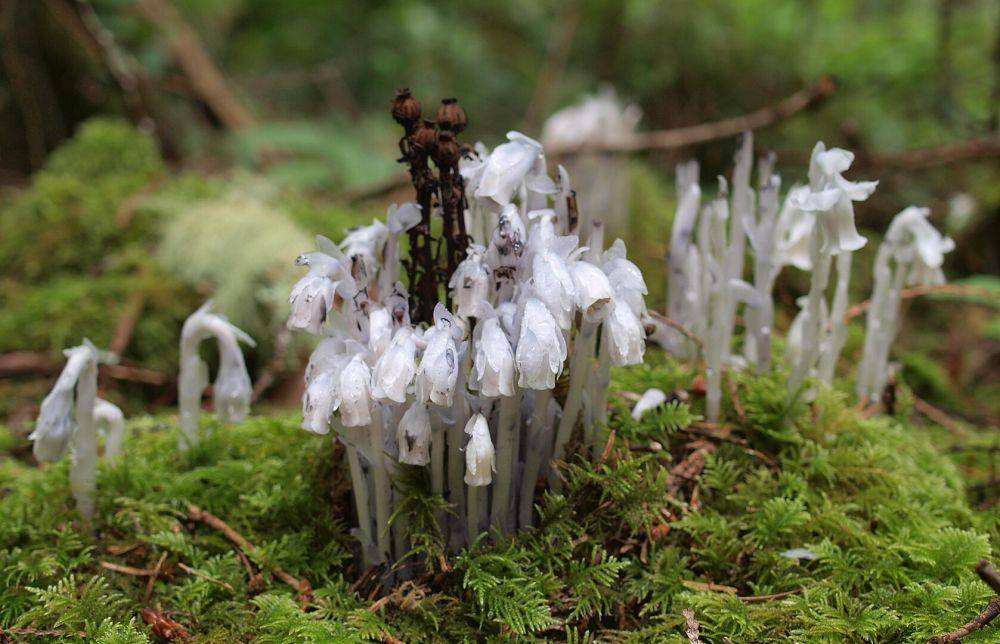 potret ghost pipe (commons.wikimedia.org/Will Brown)